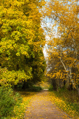 Autumn Landscape With Path Covered With Yellow Leaves In Park.