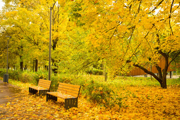 Autumn Landscape In Park With Wooden Benches With Yellow Leaves On Walkway.