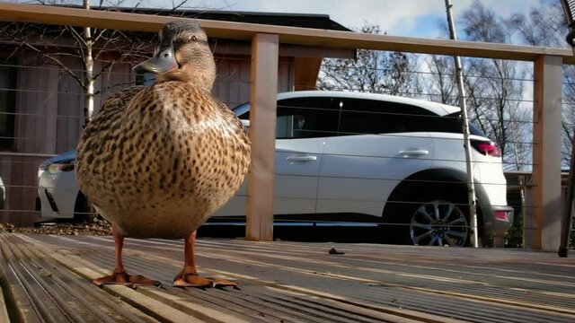 Close up shot of a brown duck scratching with its feet. Duck is standing on a wooden deck.