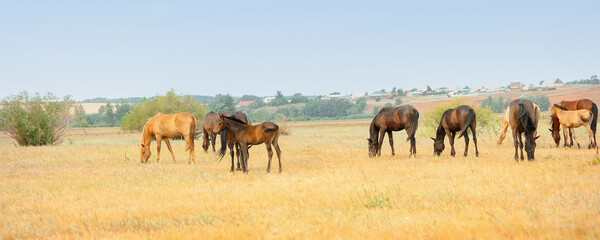 Herd of horses with foals graze in meadow. Countryside landscape of horses eat grass in field on hot summer day. Panoramic view, banner.