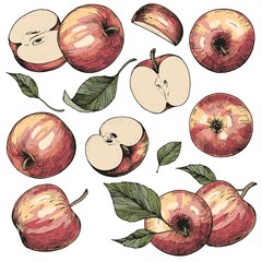 A set of hand-drawn sketches with apples and leaves. Vector color illustrations with whole and cut fruits. Vintage style engraving. Collection of isolated objects on a white background