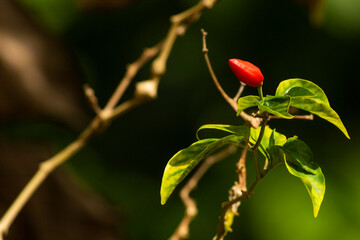 Red chili plant and green leaves