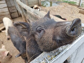 pigs in the summer in a wooden outdoor paddock - Powered by Adobe