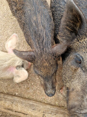 pigs in the summer in a wooden outdoor paddock