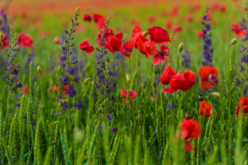Fototapeta premium field with red poppies and purple flowers