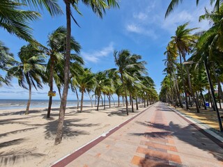 Fototapeta premium palm trees on the beach