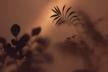 blurred picture with fog effect of palm leaves silhouettes behind frosted glass with backlight  
