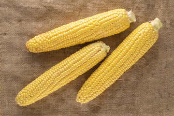 Three cobs of organic sweet corn on burlap, close-up, top view.