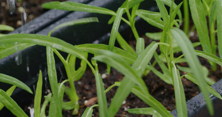 Harvest of the water spinach in mini garden at home