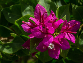 Fleurs de Bougainvillier