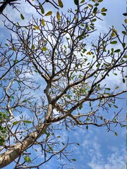 tree branches against blue sky