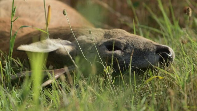 Carcass of a dead roe deer in field, handheld footage