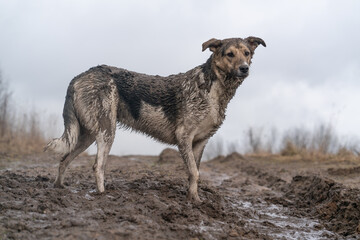A dog in the mud for a walk.