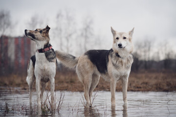 Naklejka premium A dog walking through the puddles.