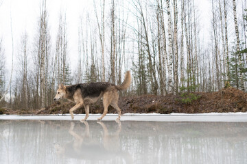 Shepherd dog walking on the ice of a frozen lake.