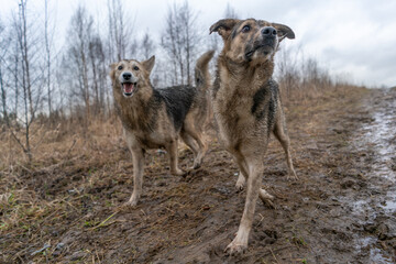 Two dogs are walking  Happy dogs in mud