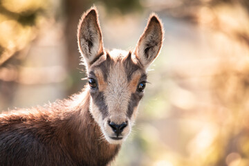 Chevreau de chamois