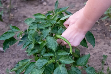 person picking and planting fruit and vegetable from the plant in the garden, agriculture, holding vegetables with hands