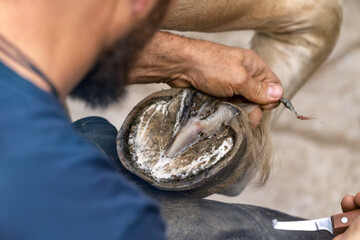 A farrier at work. A blacksmith works on a horses hoof