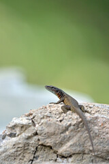 Dalmatian Algyroides (Algyroides nigropunctatus), Greece