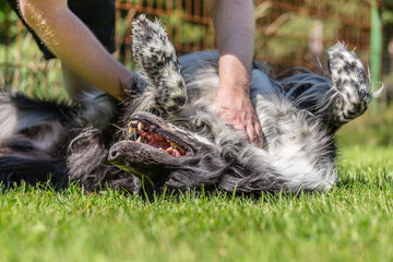 A happy dog enjoys belly rubs of it´s owner