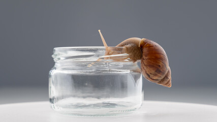 Close-up of a snail crawling on an empty glass jar on a white background. The use of shellfish in cosmetology.