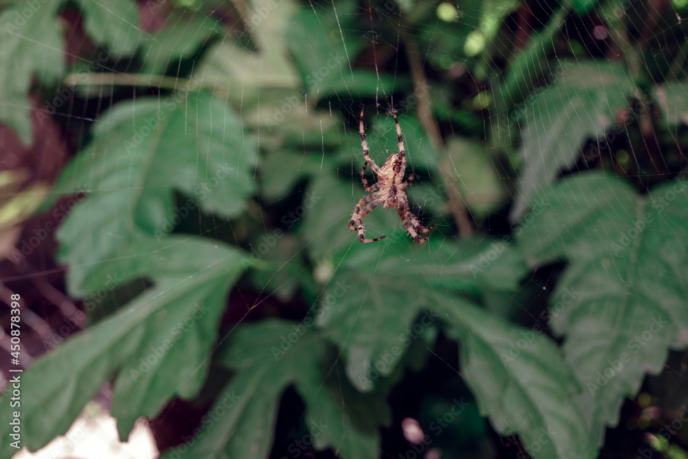 Poster cobweb or spider's web against a natural background, dew drops on a spider .