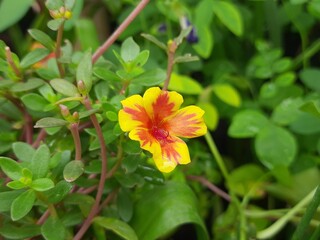 Portulaca grandiflora flower. It is a succulent flowering plant in the family Portulacaceae, native to Argentina. It's other names including rose moss, eleven o'clock, Mexican rose, moss rose,sun rose