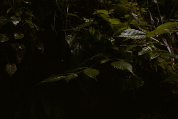 Rainy morning in the forest. Vacation in the mountains.