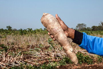 cassava in hand, tapioca in farmer hand in harvest season, cassava plantation land