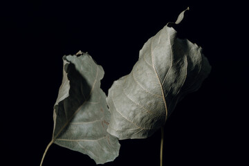 Beautiful faded old one leaf o a black. Minimalism autumn style concept. Background pattern for...