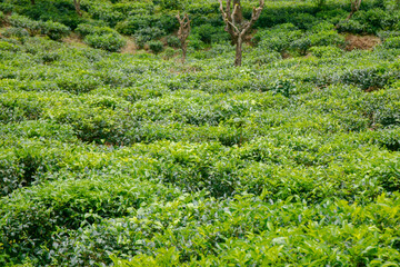 Tea bushes in a tea plantation