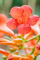 Trumpet Vine flowering Orange, Beautiful plants in summer