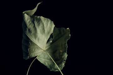 Beautiful faded old one leaf o a black. Minimalism autumn style concept. Background pattern for...
