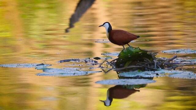 African jacana eating standing on nenuphar in middle of water in Kruger National park, South Africa ; Specie Actophilornis africanus family of Jacanidae