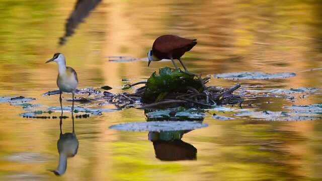 African jacana adult and juvenile eating standing on nenuphar in middle of water in Kruger National park, South Africa ; Specie Actophilornis africanus family of Jacanidae