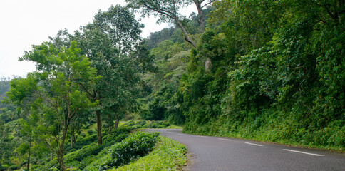 Fototapeta na wymiar hillside road in a green bushes and trees