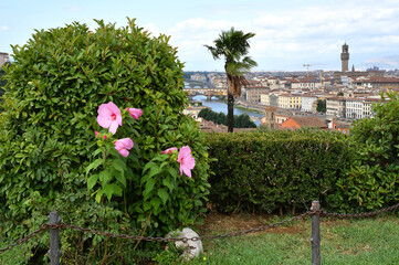 Beautiful pink hibiscus flower in a garden located in Piazza Michelangelo in Florence with the Old...