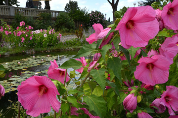 Beautiful Pink Hibiscus flowers in a garden located at Piazzale Michelangelo in Florence. Italy.