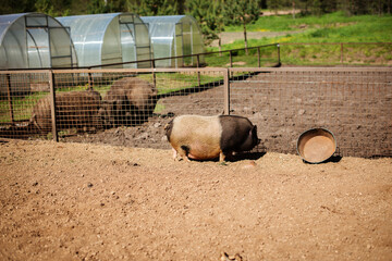 Two-color fat dirty pig grazing on the farm, digging the ground, looking for food. rare bicolor pig.