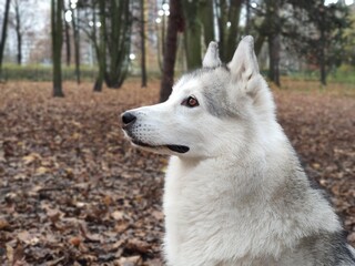 head of a husky dog on the background of autumn leaves © Marrat
