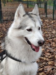head of a husky dog on the background of autumn leaves © Marrat
