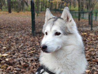 head of a husky dog on the background of autumn leaves
