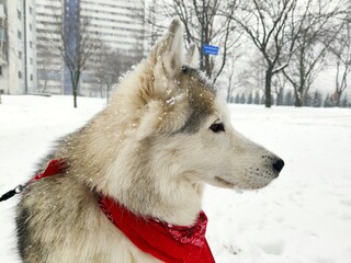 husky with a red scarf against a snowy background