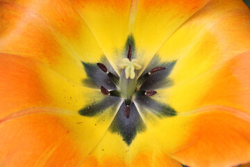 Closeup shot of the pistil and stamen of a tulip
