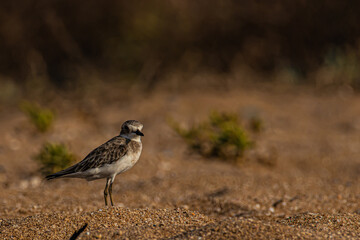 grey bird on the beach