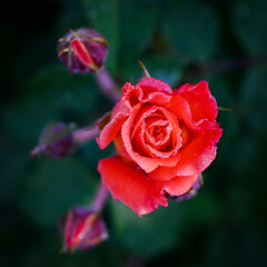 Bright red rose flower among unopened buds