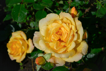 Yellow rose on a bush with unopened buds with morning dew in the garden