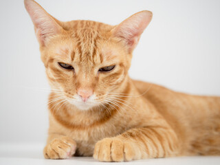 Domestic cat laying on the table feeling sleepy