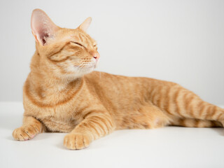 Cute cat laying relax on the table close eyes white background